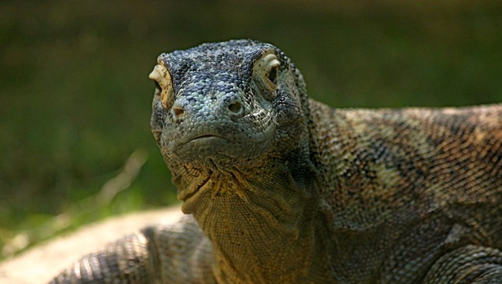 Selanik’te dev “ejder” bulundu | NTV Haber