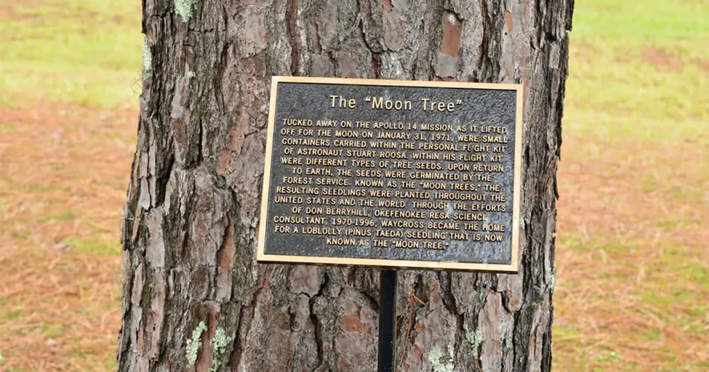 NASA, Ay’dan gelen “kayıp ağaçları” arıyor