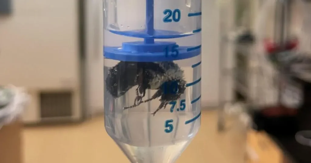 Su altında bir hafta yaşayabilen arı keşfedildi