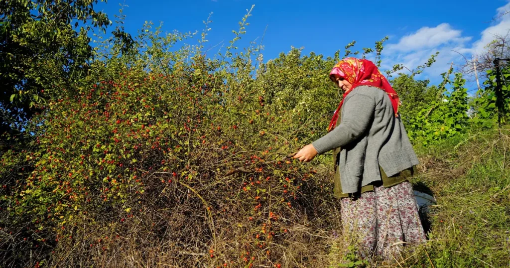 Halk arasında dikenli gül diyorlar. Dallardan tek tek toplanan doğal C vitamini