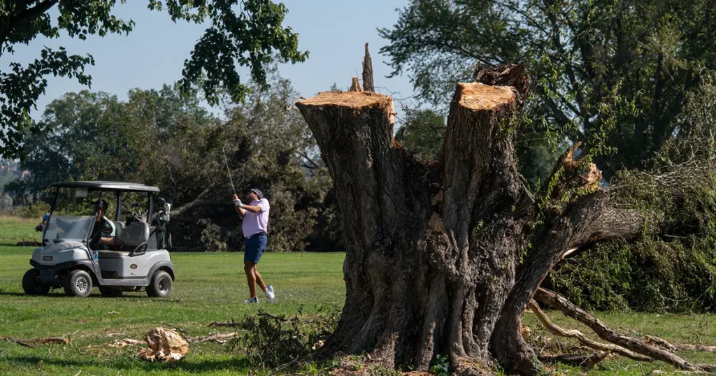 Trump yönetiminin golf sahasında yaptığı ağaç kesimine yargı freni