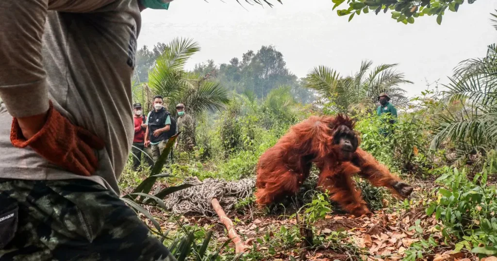 Endonezya’yı saran orman yangınlarında orangutanları kurtarmak için zamanla yarış