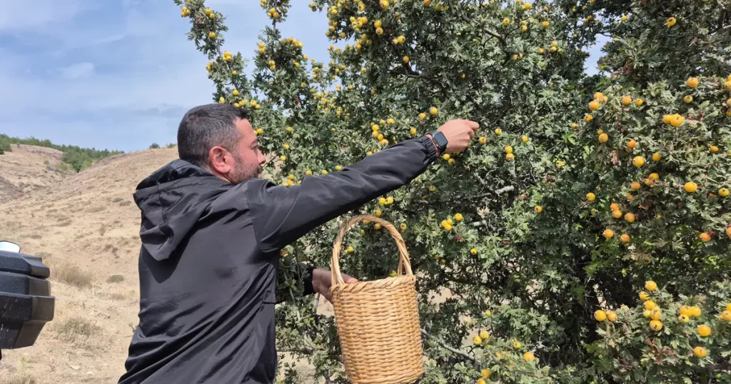 Doğada kendiliğinden yetişiyor. Vücuttaki zararlı toksinleri temizliyormuş