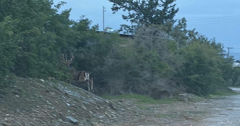 Gaziveren’de kaçak geyik alarmı! – Kıbrıs Gazetesi