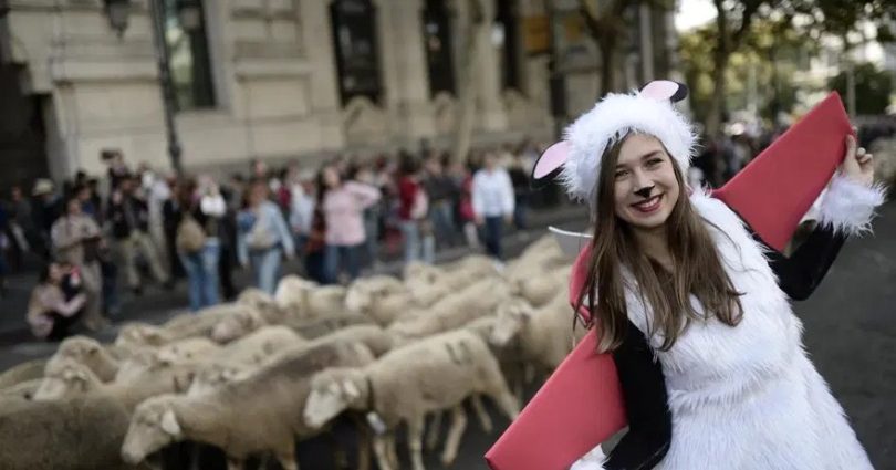 Madrid’in ünlü şenliğinde 1000’den fazla koyun kent merkezinde yürüdü – Kıbrıs Gazetesi