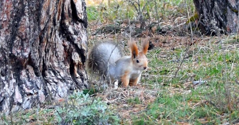 Sarıkamış’ta yağışların ardından doğa canlandı – Kıbrıs Gazetesi