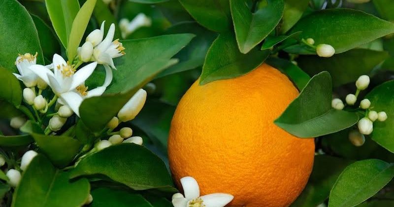 Narenciye Üreticileri Birliği Derneği hala ürün ödemelerinin yapılmadığını söyledi – Kıbrıs Gazetesi